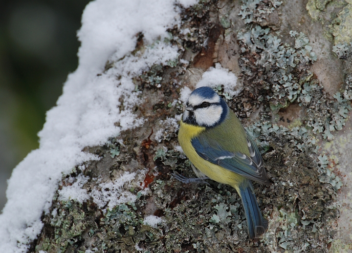 Blue tit - D.jpg - Blue tit in the snow - Gloucestershire